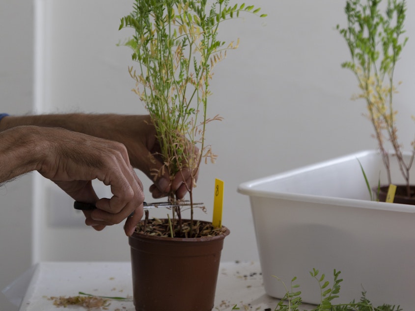 caption: ICARDA lab employee Bilal Inaty cuts a lentil plant in order to test it for various diseases at the ICARDA research station in the village of Terbol in Lebanon's Bekaa valley, on Dec. 21, 2022.