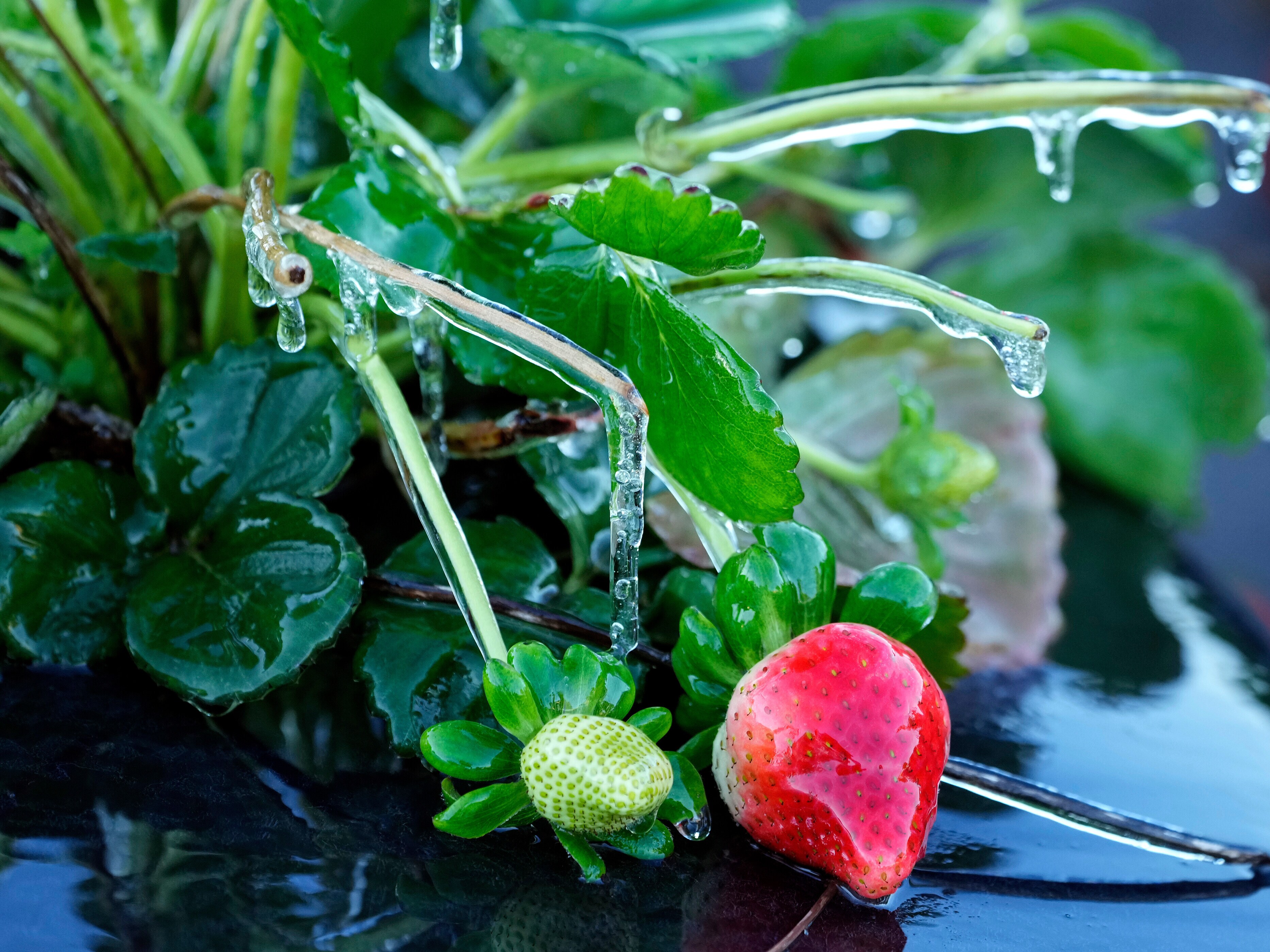 caption: A protective coating of ice clings to a strawberry plant in sub-freezing temperatures at a field on Friday in Plant City, Fla.