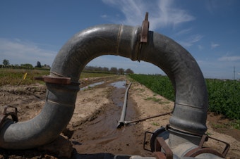 caption: Pipes direct water into an irrigation project held by the University of California. After a few decades of not enough water California water officials are scrambling to catch as much of this year's floodwaters as they can.