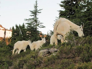 caption: A nanny goat and her kids near a popular campsite in Olympic National Park. The National Park Service wants to move goats to the North Cascades, where they are a native species.