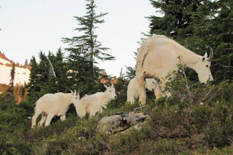 caption: A nanny goat and her kids near a popular campsite in Olympic National Park. The National Park Service wants to move goats to the North Cascades, where they are a native species.