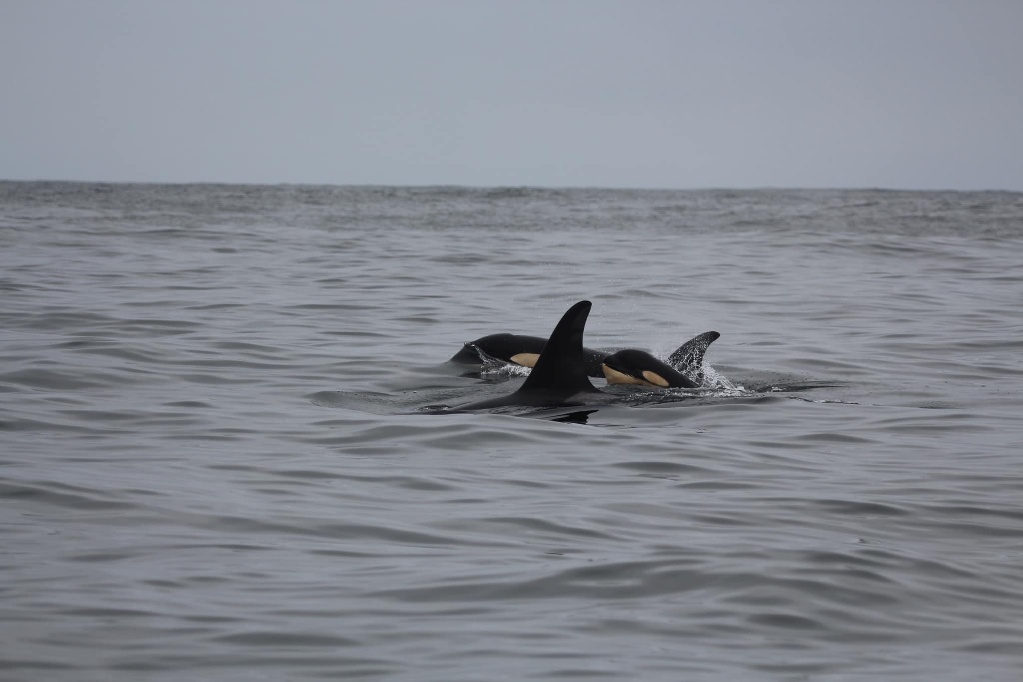caption: Howie Tom captured this photo of an orca calf swimming with the L pod near Tofino, British Columbia on June 20, 2023. 