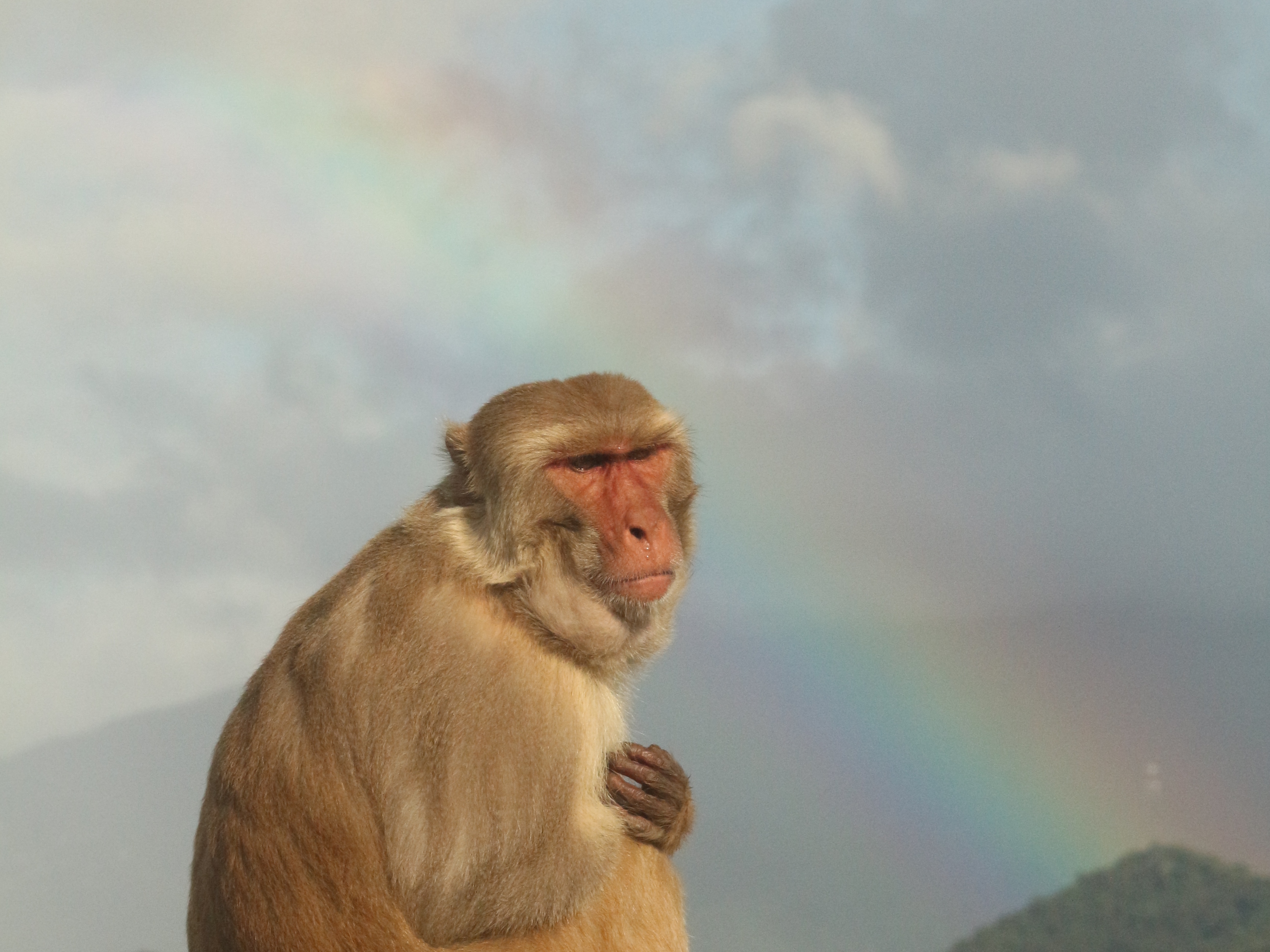 caption: A macaque sits on a rock at Cayo Santiago as a rainbow stretches across the sky in February 2022.