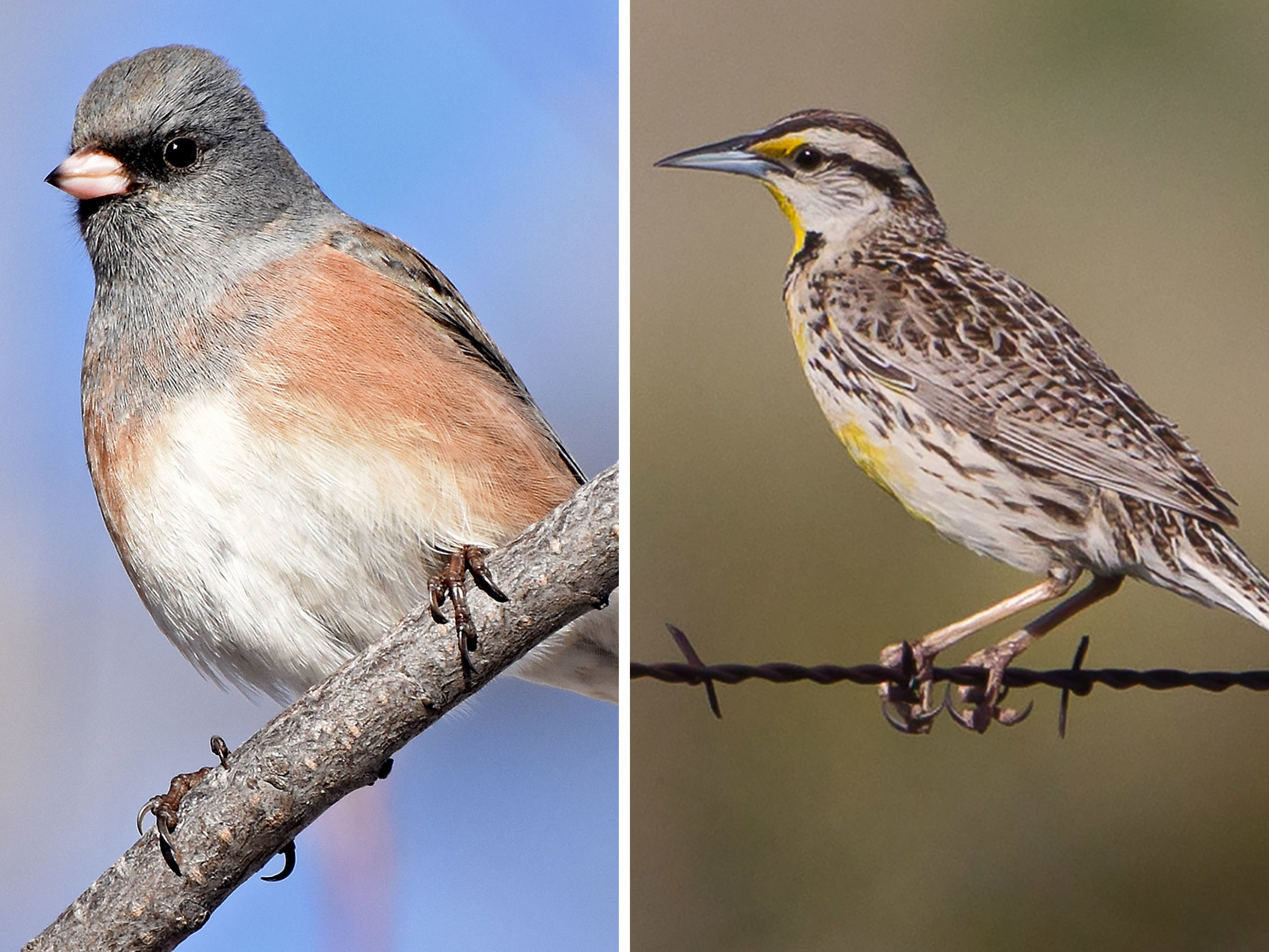 caption: (Left to right) Dark-eyed Junco, Eastern Meadowlark, Red-winged Blackbird