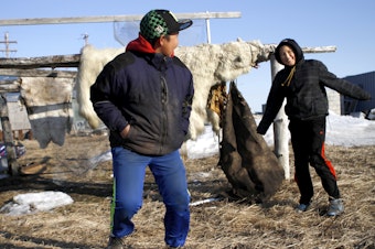 caption: Two teenagers in Kivalina, Alaska, play near a skinned polar bear. Scientists predict Kivalina, an Alaskan village, will be the first casualty of climate change and sea rise in the U.S.