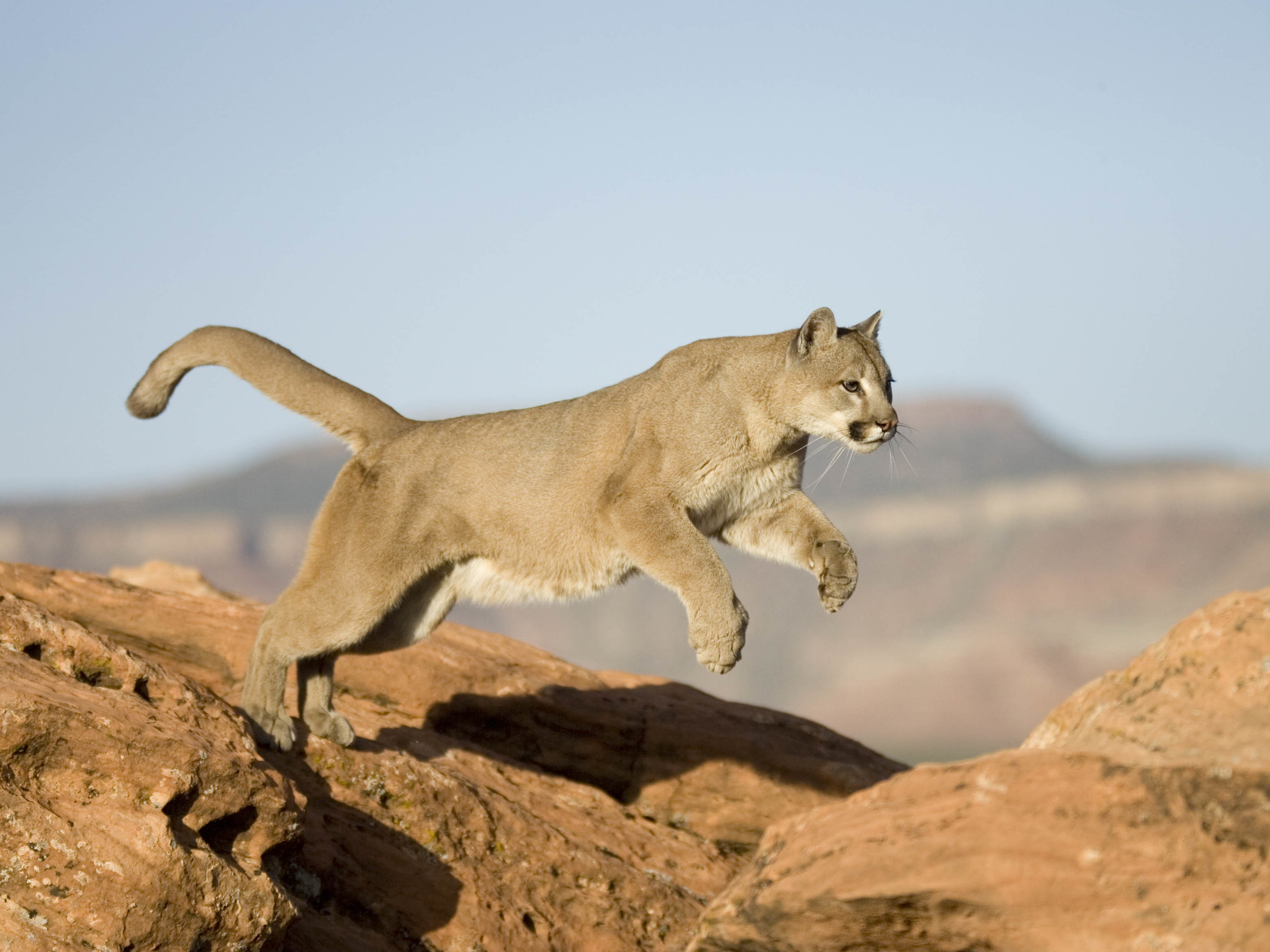 caption: A mountain lion leaps from a rock in this file photo. A man in Colorado successfully defended himself from a mountain lion attack while he was jogging on a trail Monday.