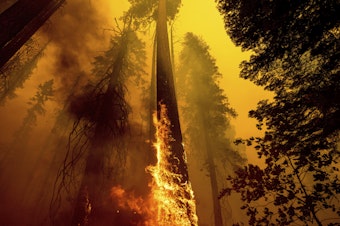 caption: In this Sept. 19, 2021 file photo, flames burn up a tree as part of the Windy Fire in the Trail of 100 Giants grove in Sequoia National Forest, Calif.