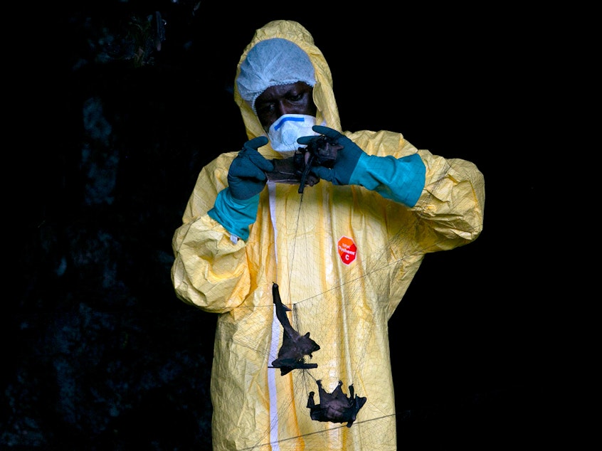 caption: A researcher with Franceville International Medical Research Centre collects bats in a net on November 25, 2020 inside a cave in Gabon. Scientists are looking for potential sources for a possible next coronavirus pandemic.