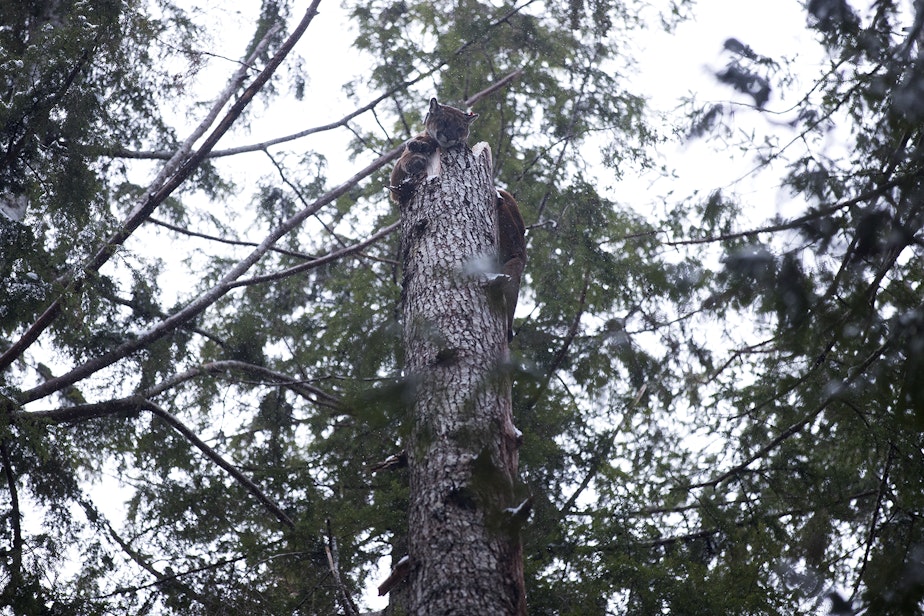 caption: Bramble, a 3-year-old female cougar sits at the top of a dead tree during a cougar capture mission led by members of the Lower Elwha Klallam Tribe wildlife program, on Tuesday, January 14, 2020, on the Olympic Peninsula.