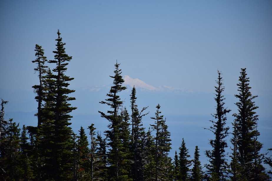 caption: A view of Mount Rainier from within Olympic National Park.
