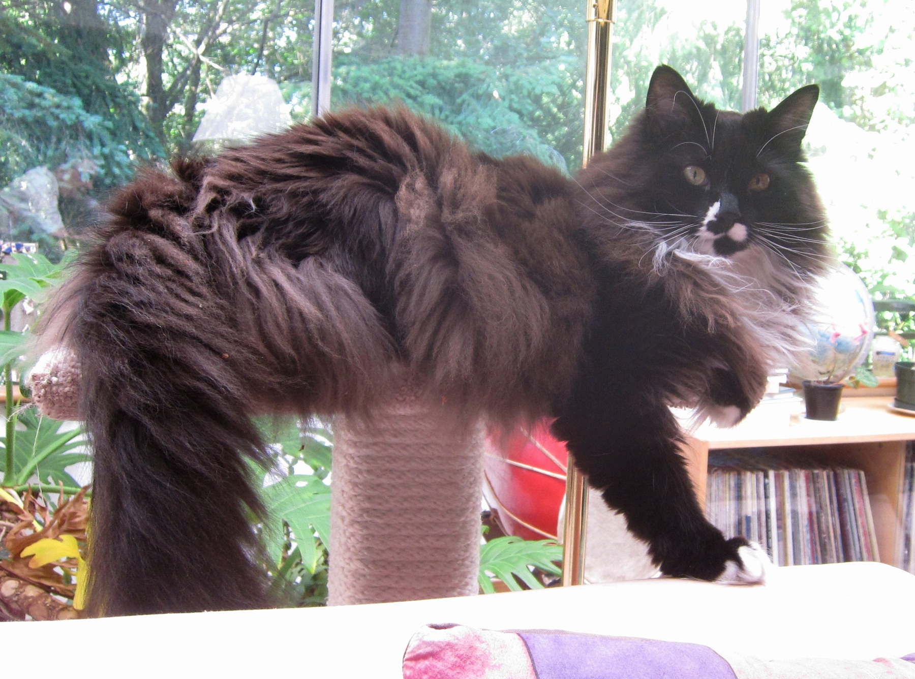 caption: Cats and cat lovers convene this weekend at SEA-MEOW con, at Seattle Center.