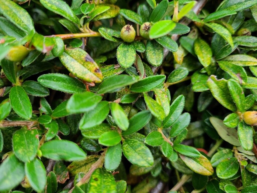 caption: This firewise evergreen is called Cotoneaster Dammeri, commonly known as Bearberry Cotoneaster. Following its blooming season, small red berries fill the shrub with color. Its berries are not edible.