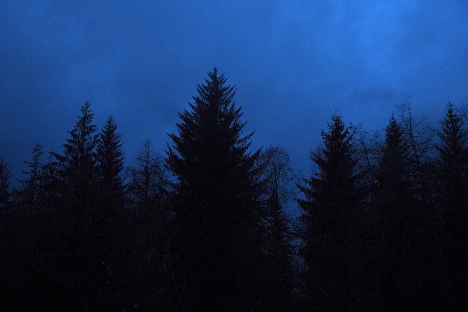 caption: The sun begins to come up on Friday, April 5, 2019, in the Hoh Rainforest on the Olympic Peninsula.