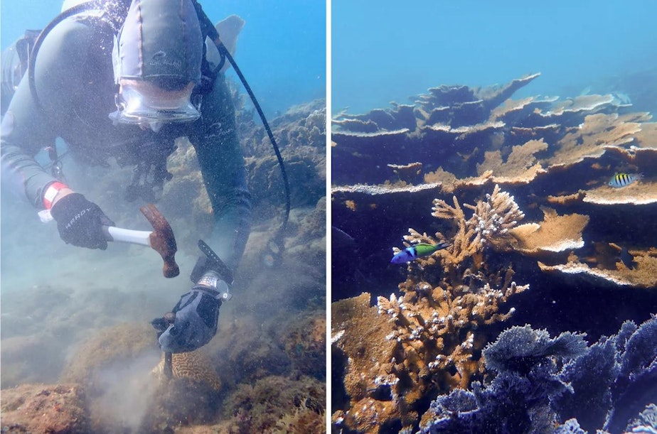 caption: Andrew Baker, left, removes coral from a reef near Tela, Honduras. Healthy elkhorn coral, right, are critically endangered around the world.
