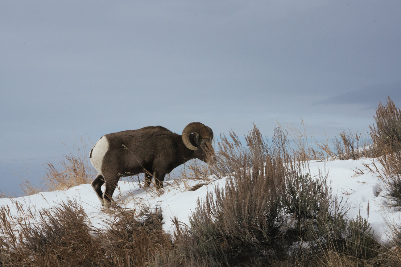 caption: Just outside of Yellowstone National Park a bighorn sheep walks through the snow after nibbling salt from the highway.