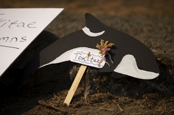 caption: A cardboard orca labeled Tokitae is shown during a celebration of life for the 57-year-old orca who died in captivity at Miami’s Seaquarium. The memorial was held on Sunday, Aug. 27, 2023, at Jackson Beach Park on San Juan Island. 