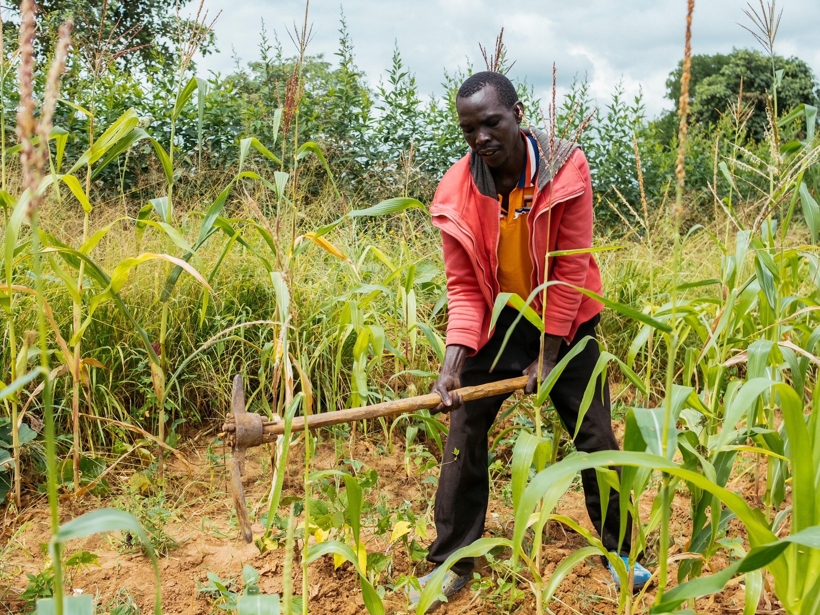 caption: Stephen Nzioka works on his farm in Miu, Machakos County, Kenya. A changing climate took a toll on his harvests — until a weekly text message gave him insights into the week's weather and the best farming strategies.