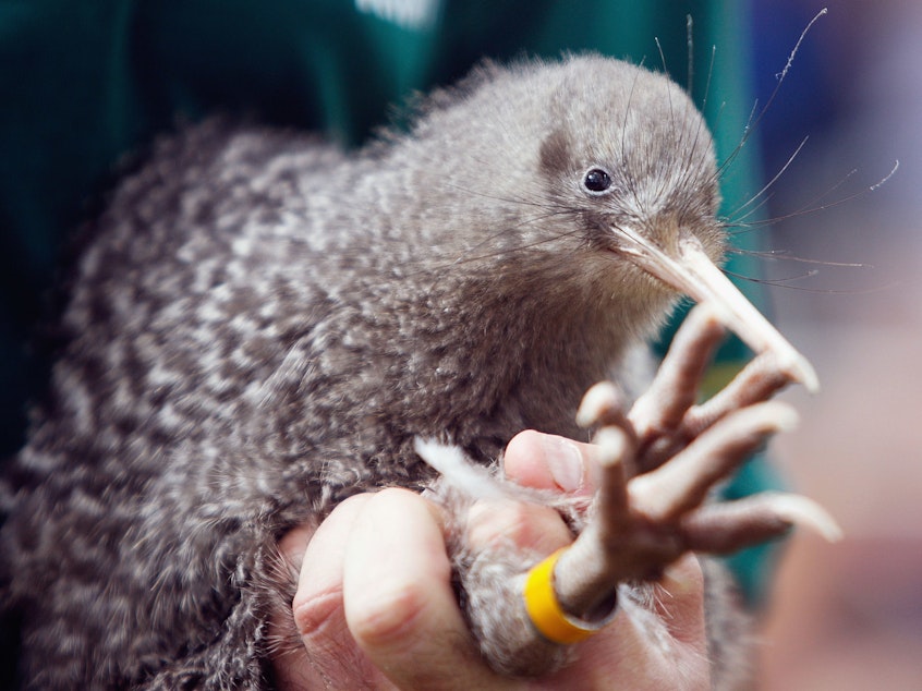 caption: The little spotted kiwi snuck its way up New Zealand's Bird Of The Year leaderboard before election organizers discovered 1,500 disqualifying votes placed for the smallest kiwi bird species.