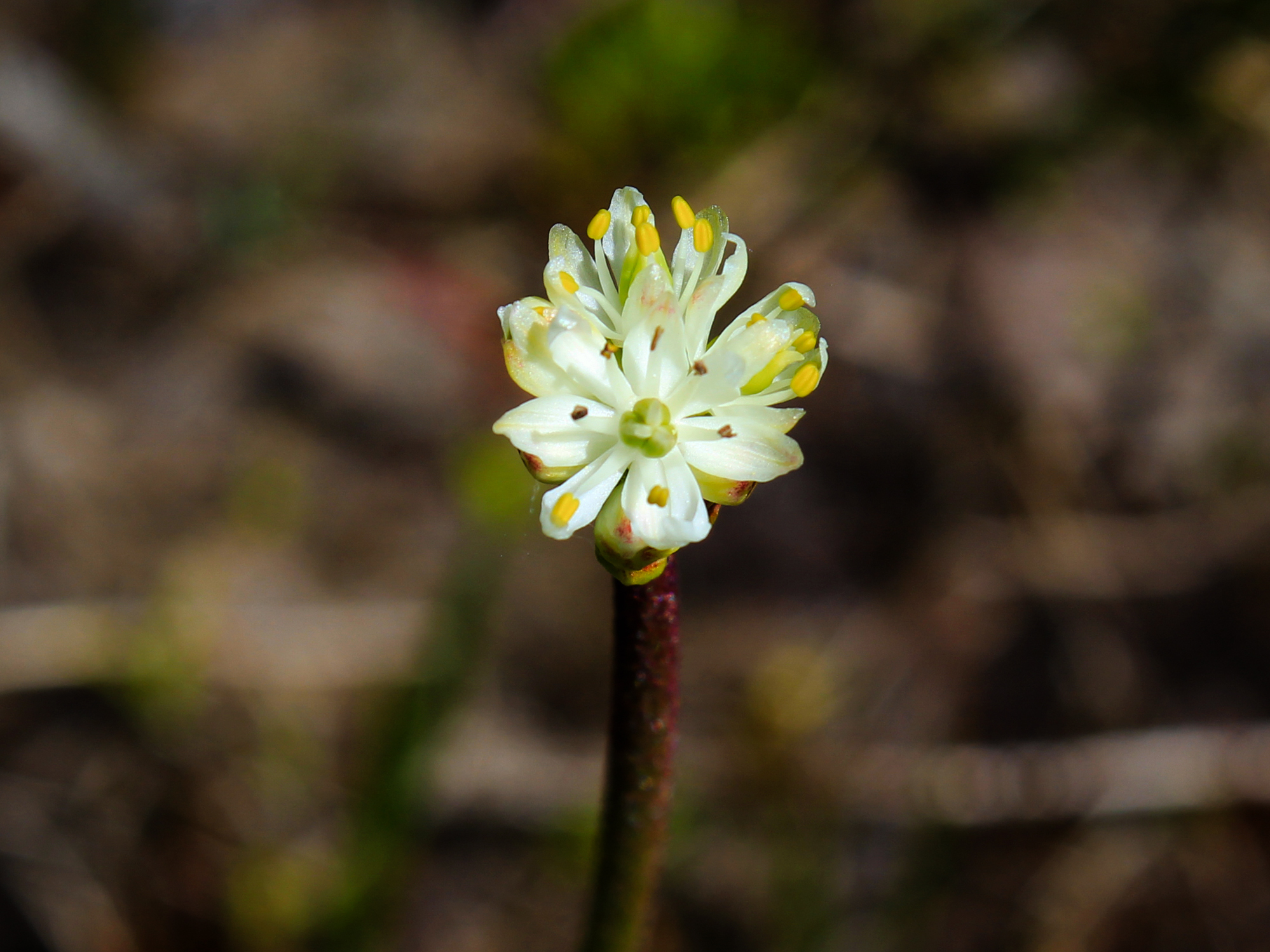 caption: <em>Triantha occidentalis,</em><em> </em>with its dainty white flowers appears innocuous, but its sticky stem helps the plant trap and make a meal of tiny insects.