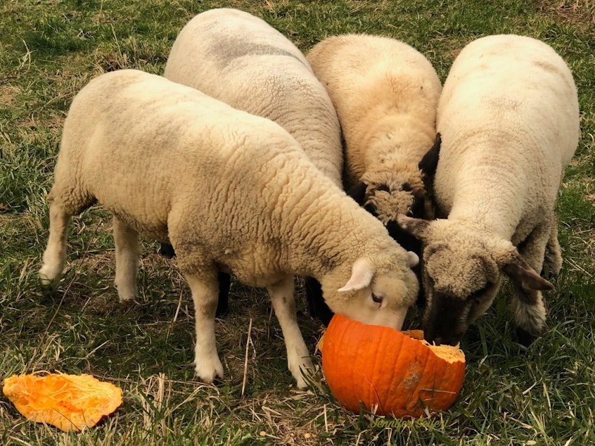 caption: From October to December, Pumpkins For Pigs connects community members across the country with local farms, so their leftover pumpkins can be used for animal feed.
