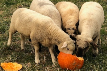 caption: From October to December, Pumpkins For Pigs connects community members across the country with local farms, so their leftover pumpkins can be used for animal feed.