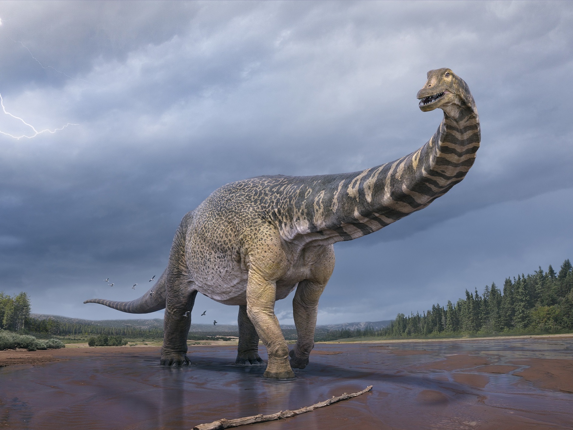 caption: <em>Australotitan cooperensis</em> is the new species confirmed by paleontologists in Australia. It's the biggest dinosaur discovered in Australia.