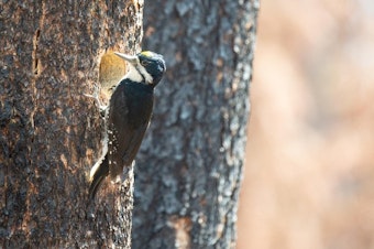 caption: <p>Some woodpeckers, like Black-backed (pictured) and Lewis's, are identified by scientists as "fire dependent" because they only flourish in forests after fire.</p>