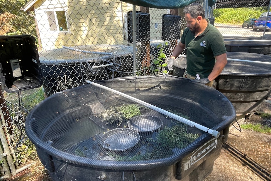 caption: Northwest Trek Wildlife Park zookeeper Armando Valenzuela prepares to feed a tank of northern leopard frogs in August 2022.