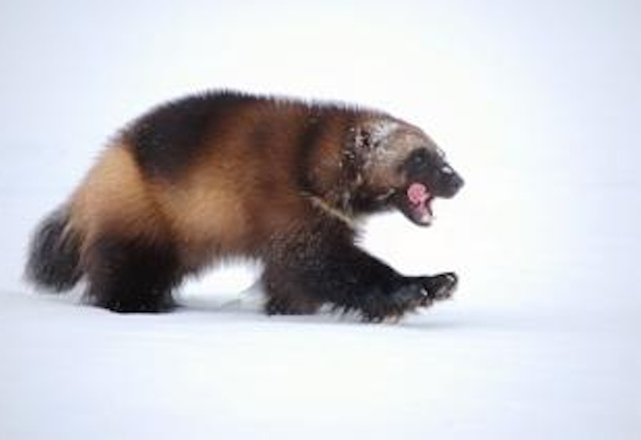 caption: Wolverines, which look like a small bear and are part of the weasel family, are rare in the Northwest, and listed in Oregon as threatened.