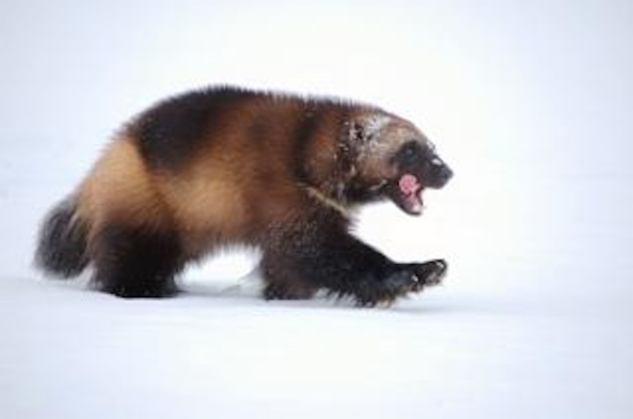 caption: Wolverines, which look like a small bear and are part of the weasel family, are rare in the Northwest, and listed in Oregon as threatened.
