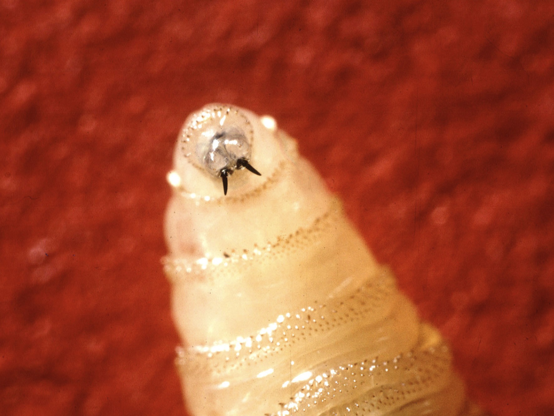 caption: New World screwworm larva, like the one pictured, will hatch and feed on the flesh of living animals, typically cattle. Cases in humans are rare but can be fatal.