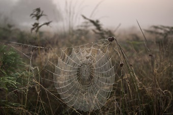 caption: Spiderwebs can act as air filters that catch environmental DNA from terrestrial vertebrates, scientists say.