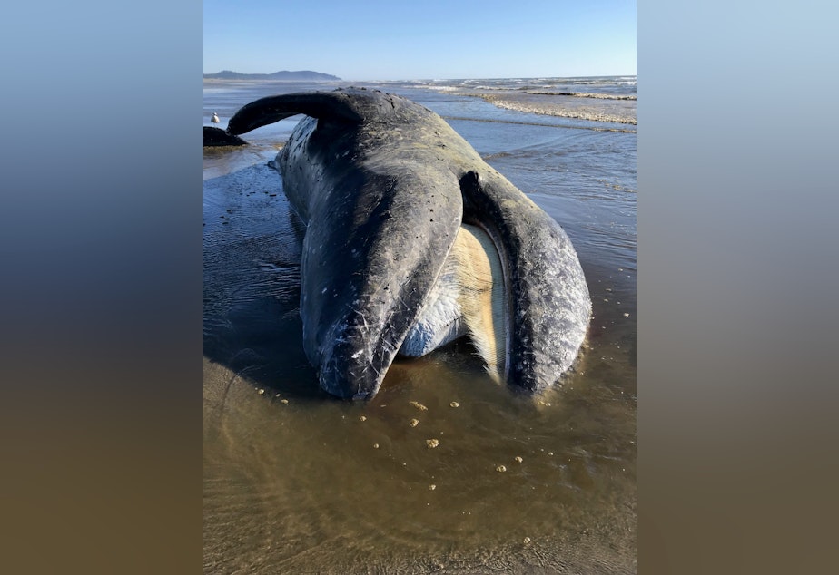 caption: A gray whale that stranded near Long Beach, Washington, on April 30 was found to be skinny and malnourished.