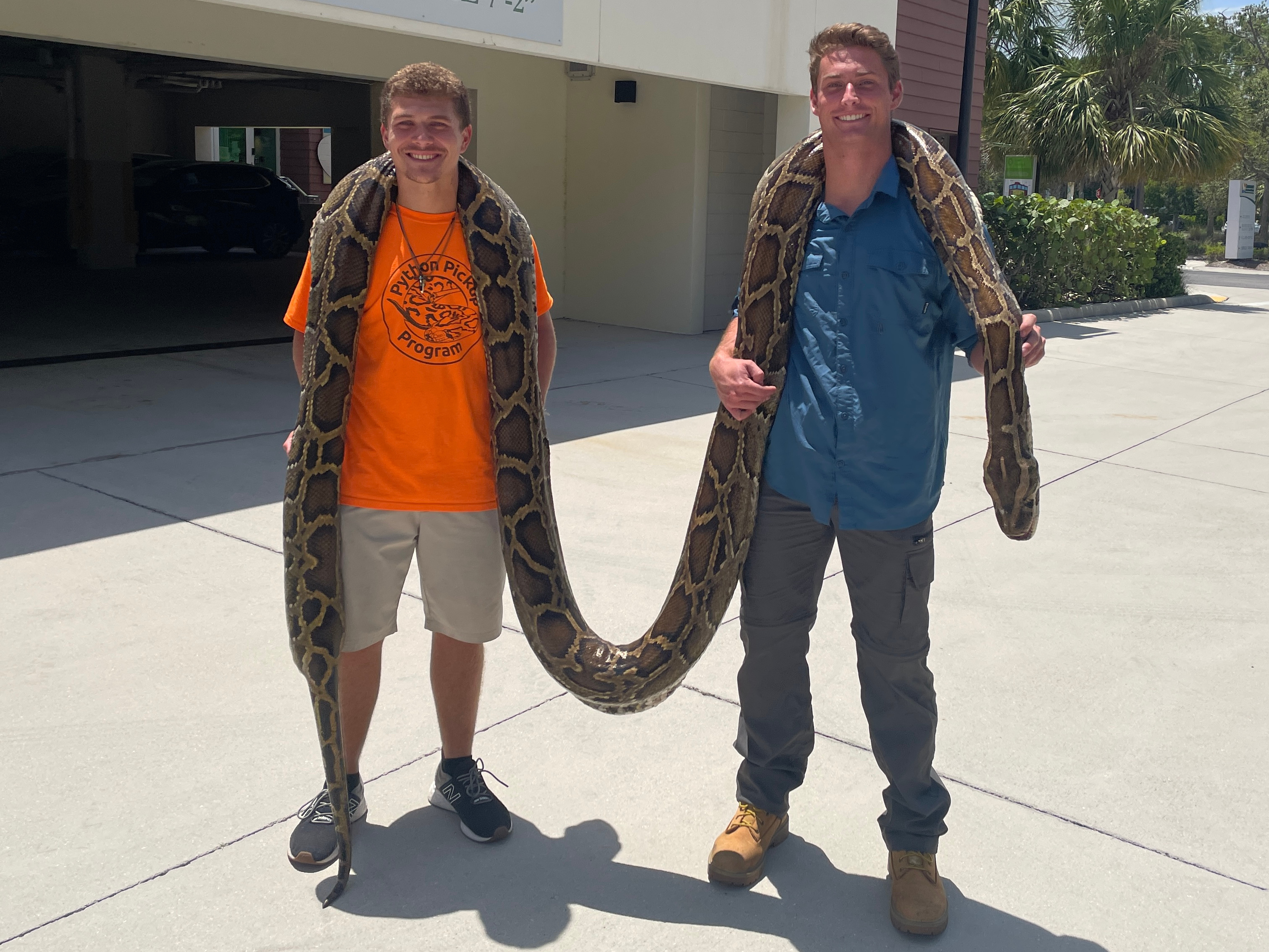 caption: Stephen Gauta (left) and Jake Waleri brought the 19-foot python to the Conservancy of Southwest Florida in Naples, Fla., to have it measured and donated for studies.