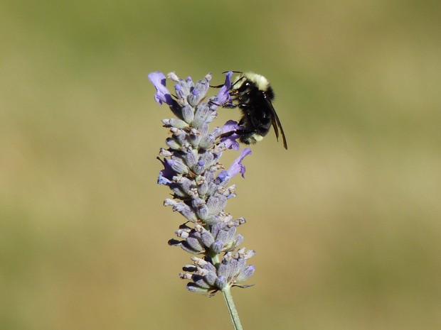 caption: <p>A wild bumblebee. Wild bees are important pollinators, in part because they feed on pollen and nectar for their entire life cycles</p>