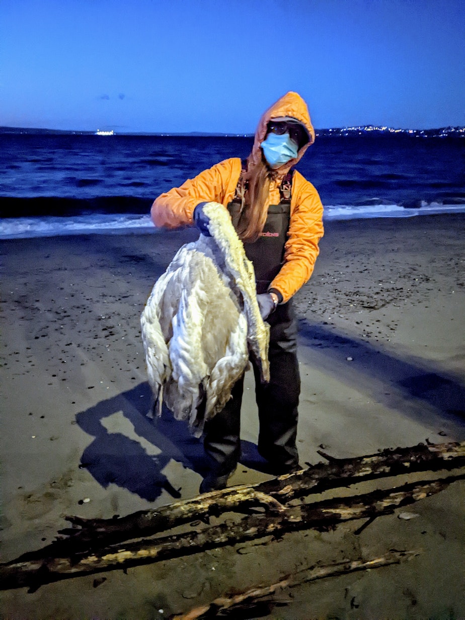 caption: Kersti Muul holds a dead trumpeter swan at Alki Beach in Seattle on Dec. 4.