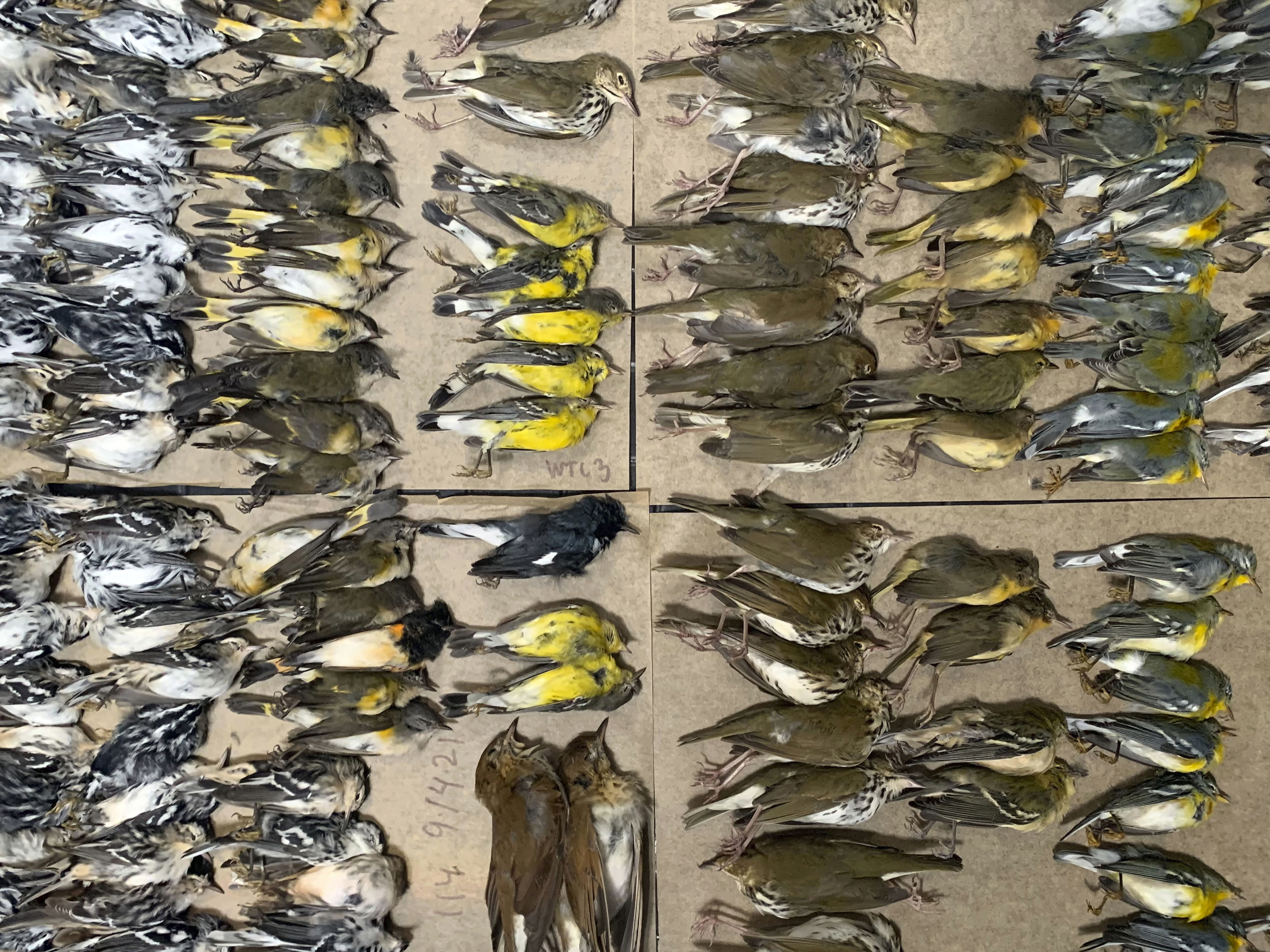 caption: This photo provided by Melissa Breyer shows some of the dead birds collected in the vicinity of New York's World Trade Center on Tuesday.
