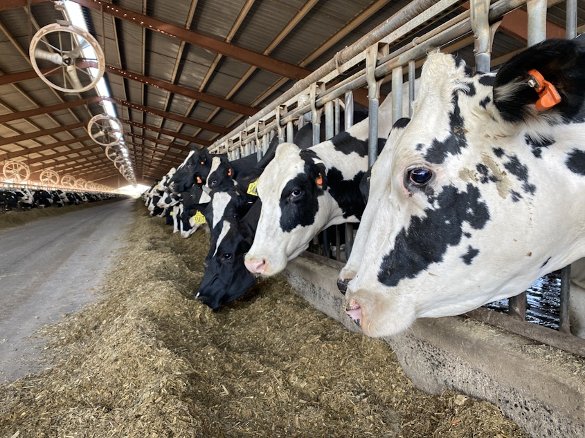 caption: Fans, water soakers and shade help keep milk cows cooler during extreme heat. These cows also wear orange-colored trackers in their ears so the farmers can see if they are acting normal, or if they are heat stressed.