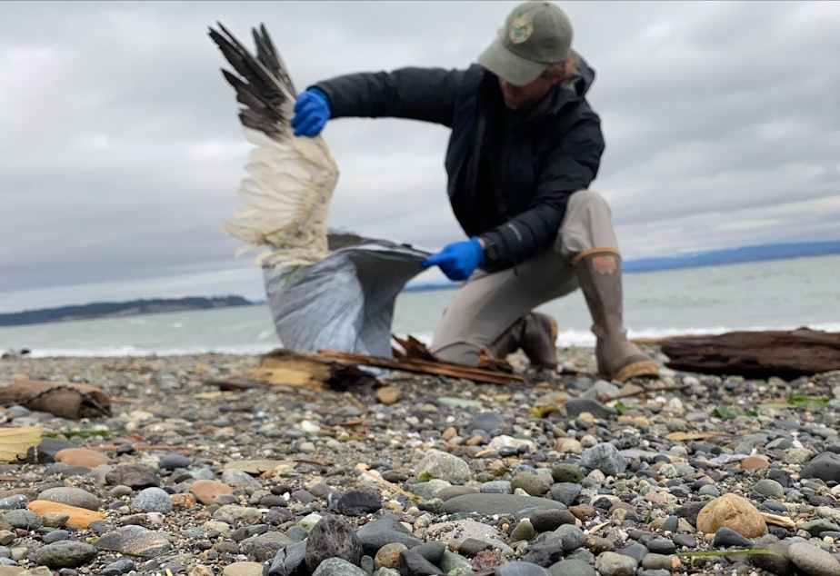 caption: A Washington Department of Fish and Wildlife biologist bags a dead snow goose, suspected to have avian influenza, on Camano Island near Skagit Bay in December 2022.