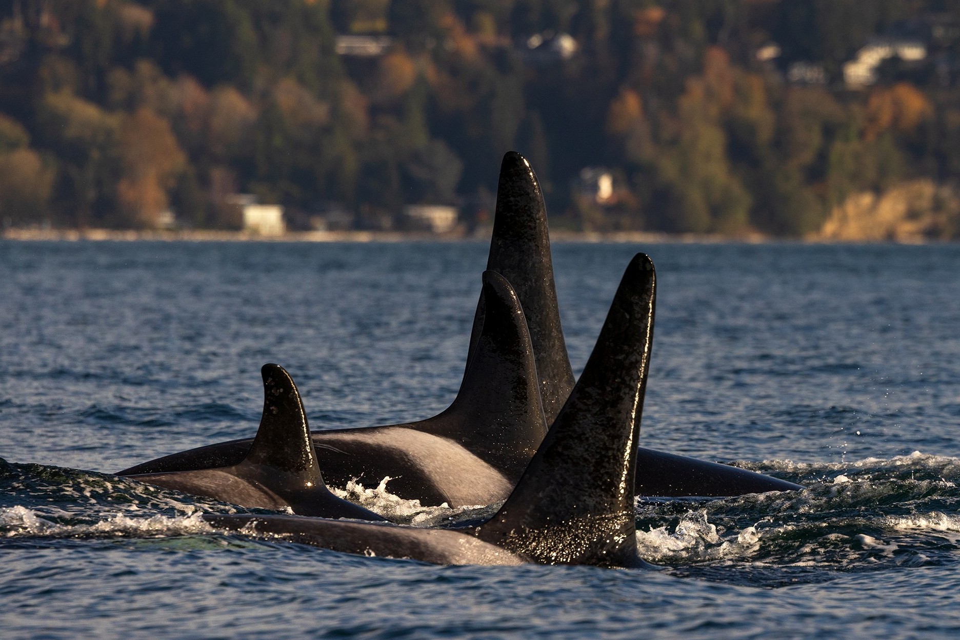 caption: Endangered killer whales surface in Puget Sound near Vashon Island, Washington, on Nov. 2, 2025.