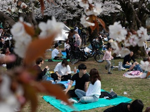 caption: People picnic underneath the cherry blossoms in Tokyo's Yoyogi Park on Sunday. People strolled under the trees and spread out picnic blankets, ignoring the posted signs about the dangers of COVID-19.
