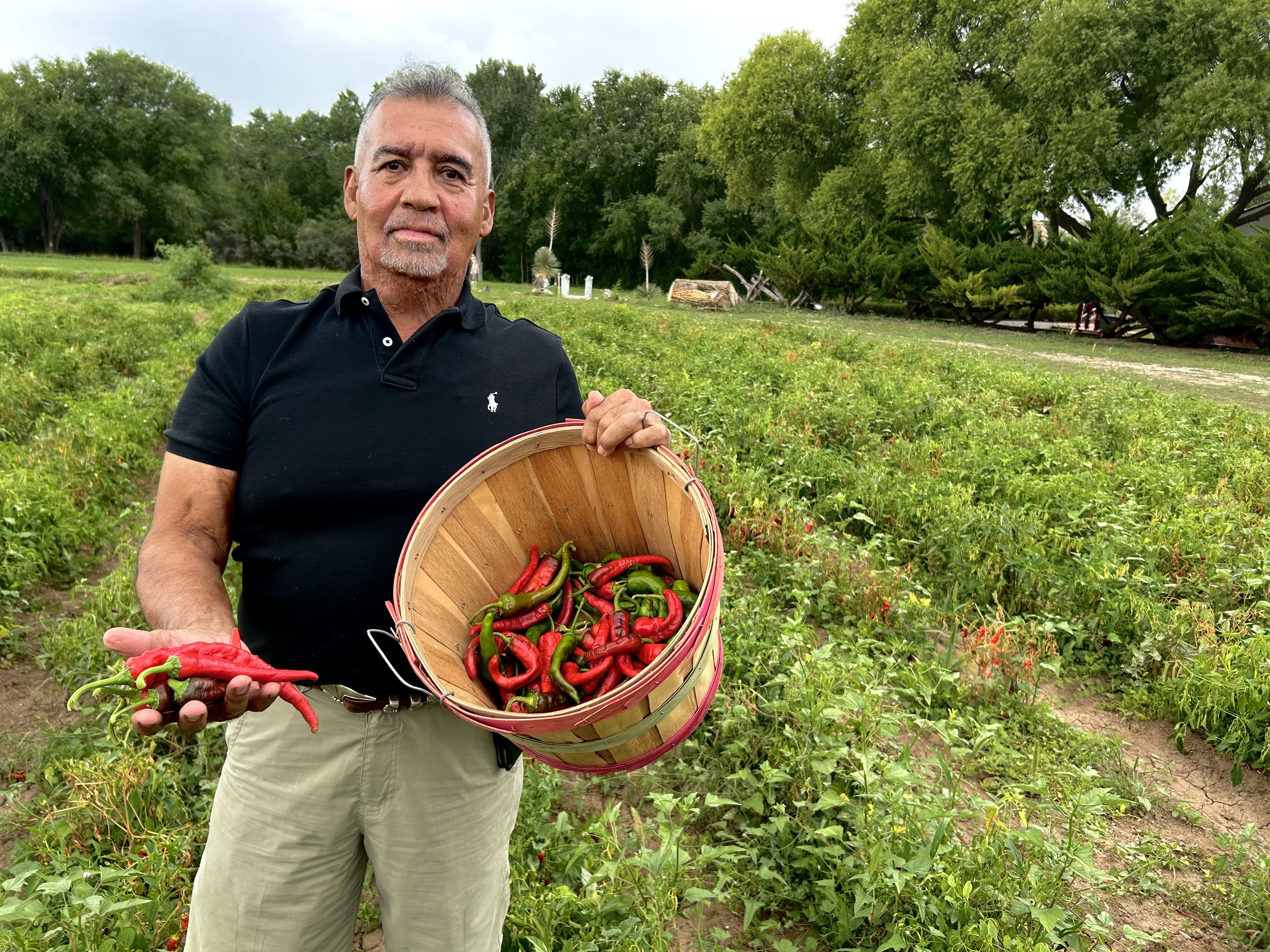 caption: Fidel Martinez raises a quarter-acre of chile at his ancestral home in Chimayo, but he only gives it away to family and friends.