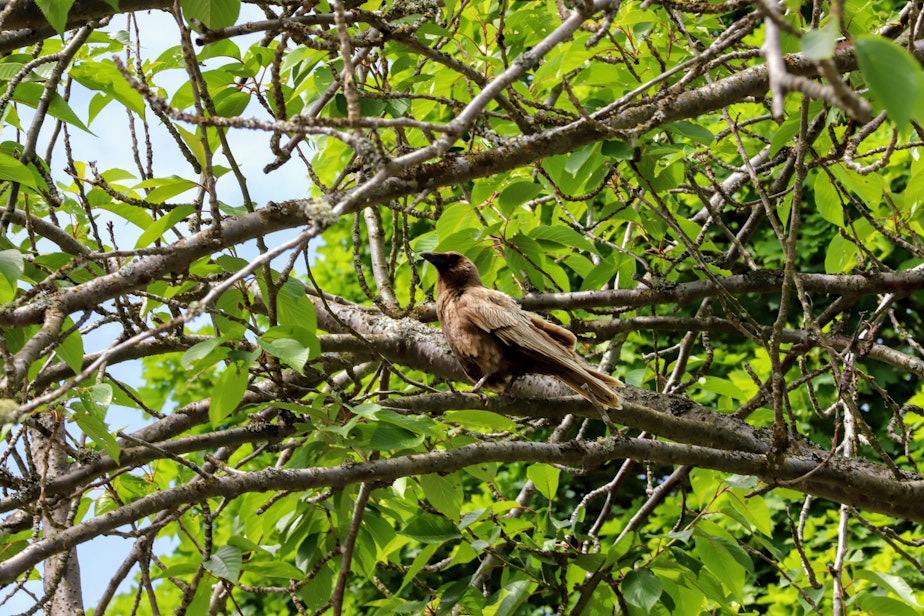 caption: Ferdinand, a rare "caramel crow," perching in a tree near Seward Park in Seattle.