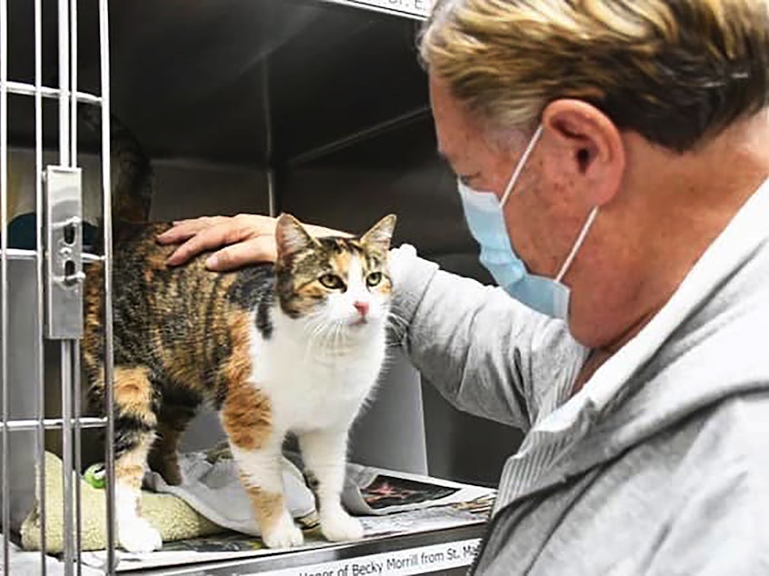 caption: Patches is reunited with Norm Borgatello, her late owner's partner, at the Animal Shelter Assistance Program in Santa Barbara County, Calif., on Dec. 31.