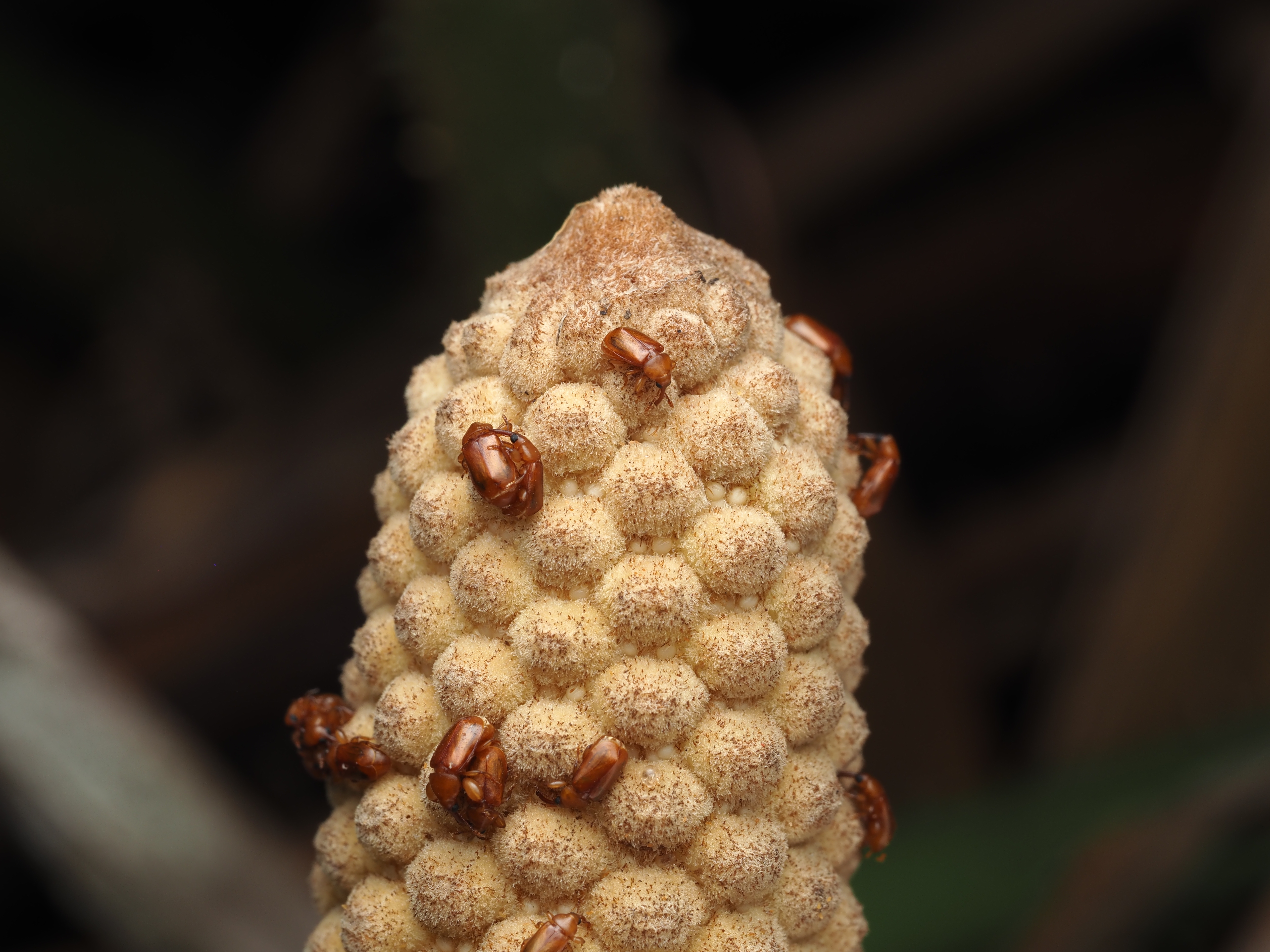 caption: Beetles (<em>Rhopalotria furfuracea</em>) visit a male cone of the cycad plant <em>Zamia furfuracea</em>, whose cones produce heat during pollination.