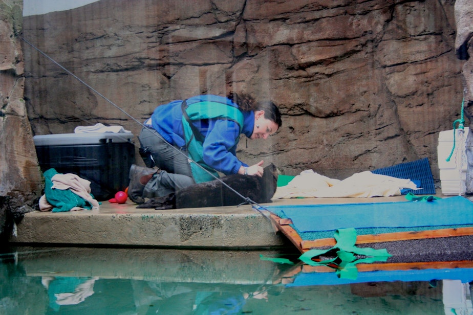 caption: Seattle Aquarium veterinarian Lesanna Lahner checks Mishka's fur after the otter was transferred from Seward, Alaska in February 2015.