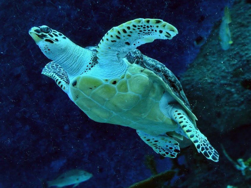 caption: "Nature is declining globally at rates unprecedented in human history," a U.N. panel says, reporting that around 1 million species are currently at risk. Here, an endangered hawksbill turtle swims in a Singapore aquarium in 2017.