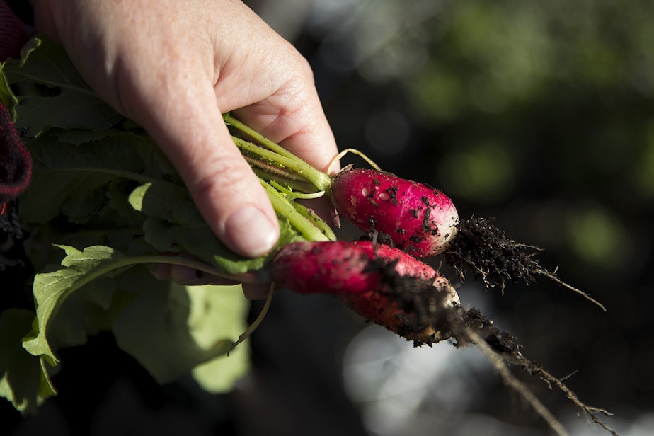caption: Deb Seymour picks radishes from the garden in her front yard at her home on Wednesday, December 20, 2017, in Seattle. 