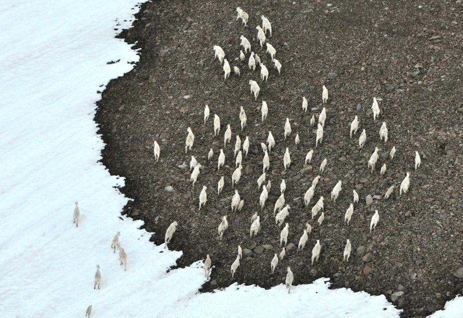 caption: A large group of mountain goats moves along a slope near Mount Baker. The photo was taken from the air in late July by state wildlife researchers.