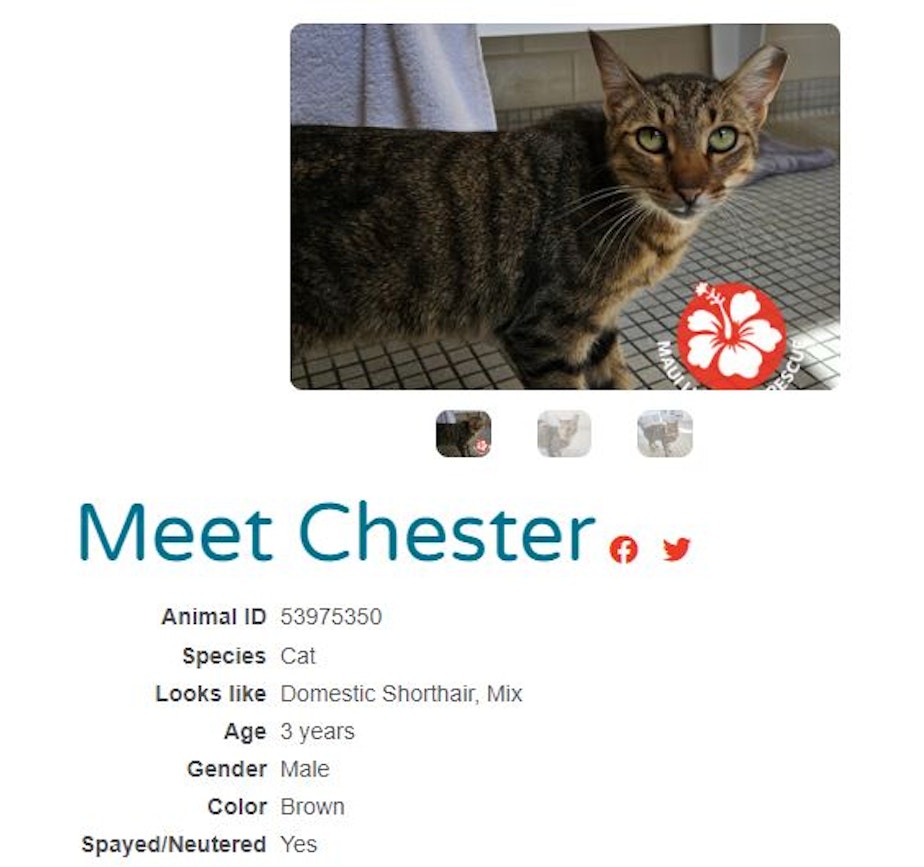 caption: Chester is one of 17 cats and kittens that flew from Hawaii to Seattle on August 17, 2023, after devastating wildfires in Maui. The sticker in the bottom right corner of Chester's photo is meant to help potential adopters identify the cats from Maui. 